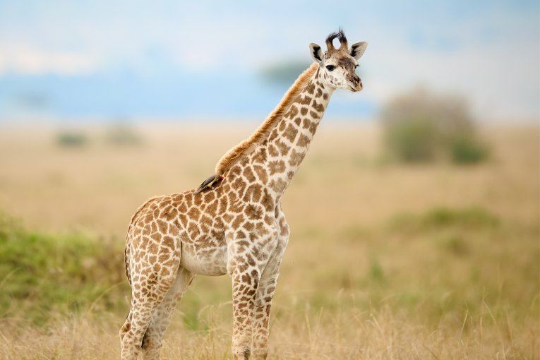 baby giraffe Masai Mara