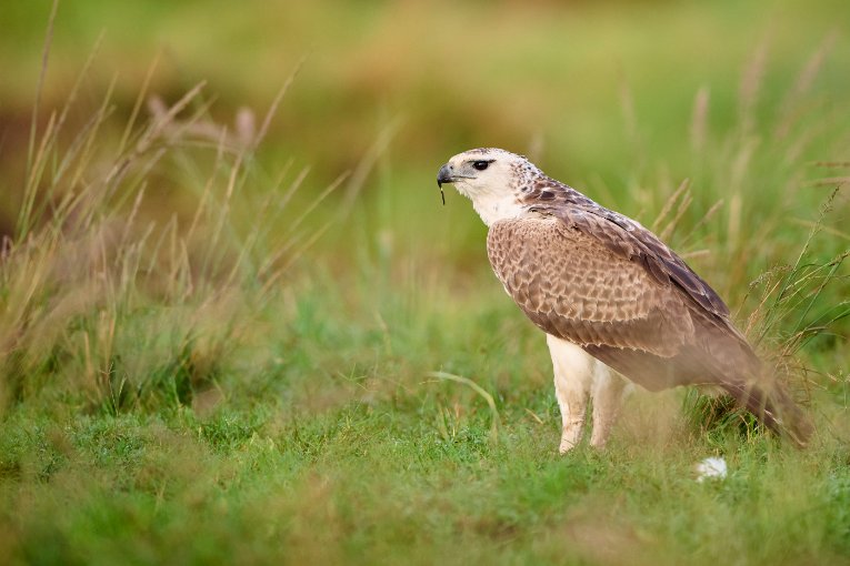 Juvenile martial eagle Masai Mara