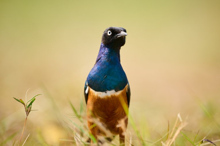 Superb starling Masai Mara