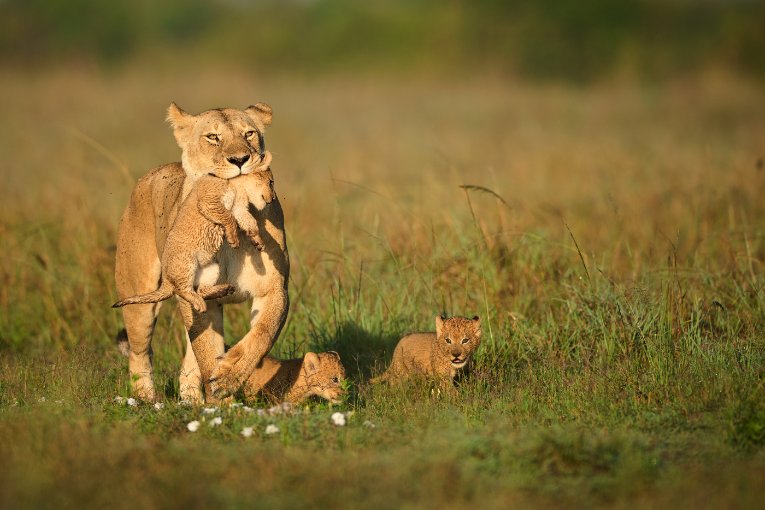 Paradise Pride female and cubs