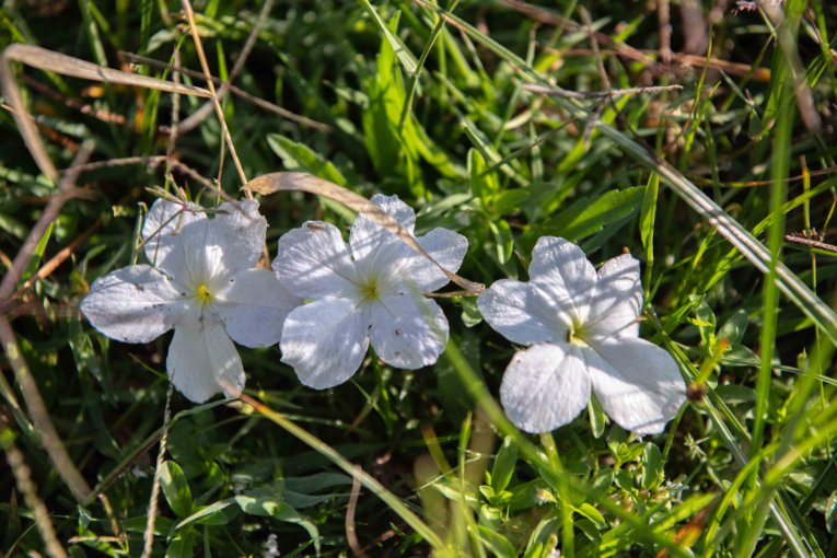 White tissue paper flowers, Masai Mara