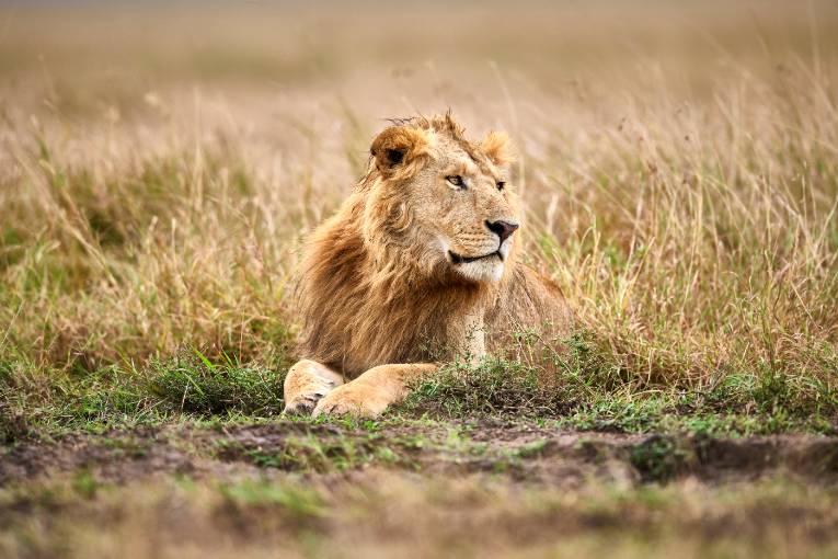 Oleku Marsh Pride Male, Masai Mara Kenya