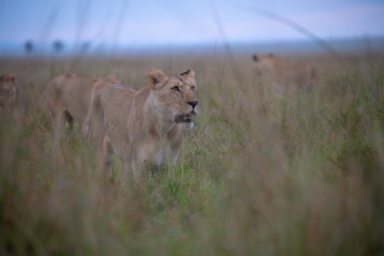 Enkerai Marsh Pride female
