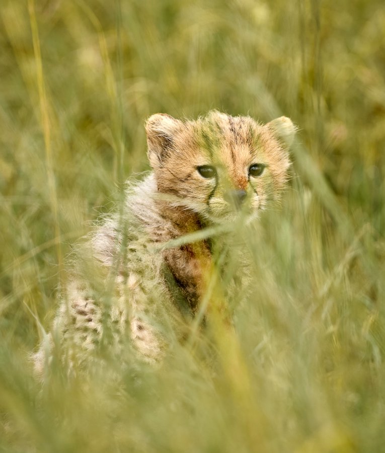 Cheetah cub