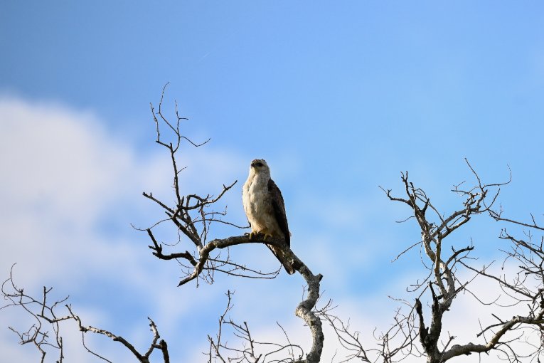 A pale morph Whalberg's eagle