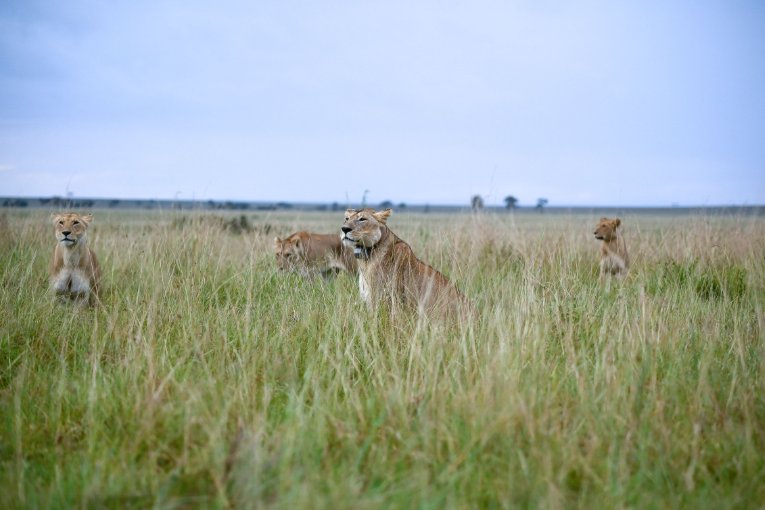 The Marsh Pride lions Masai Mara