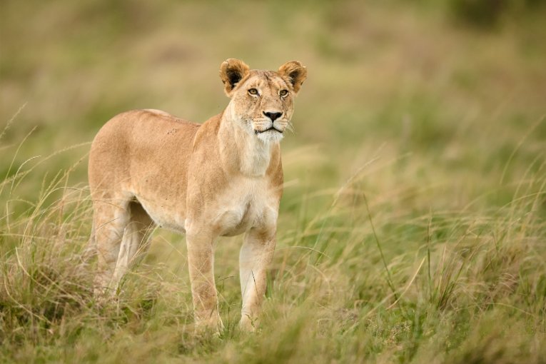 Paradise Pride female