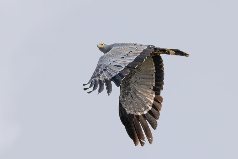 African harrier-hawk