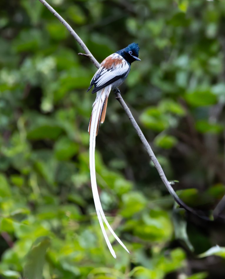 African paradise flycatcher