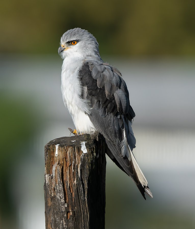 Black-shouldered kite- 