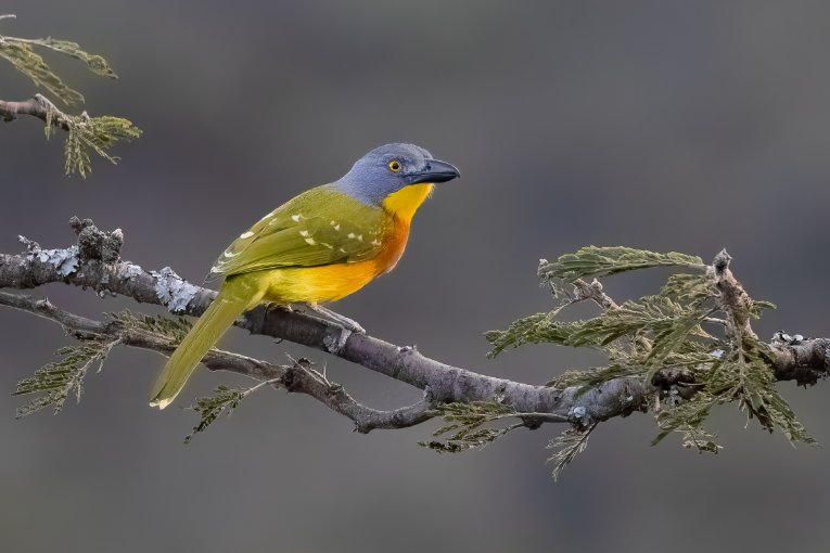 Grey-headed bushshrike