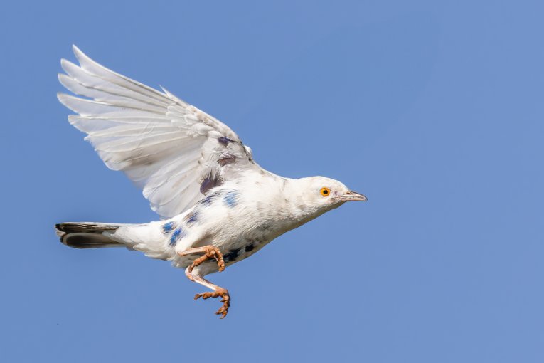 Leucistic greater blue-eared starling