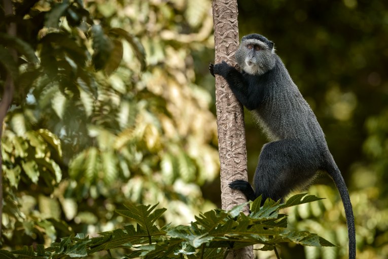 Skyes monkey