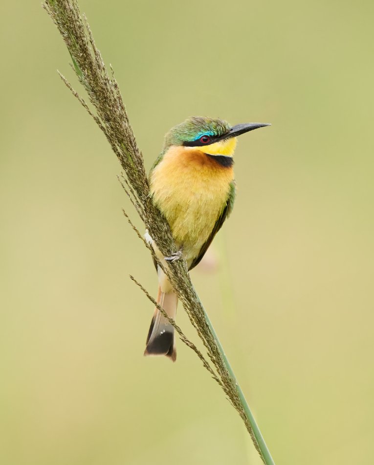 Little bee-eater Masai Mara