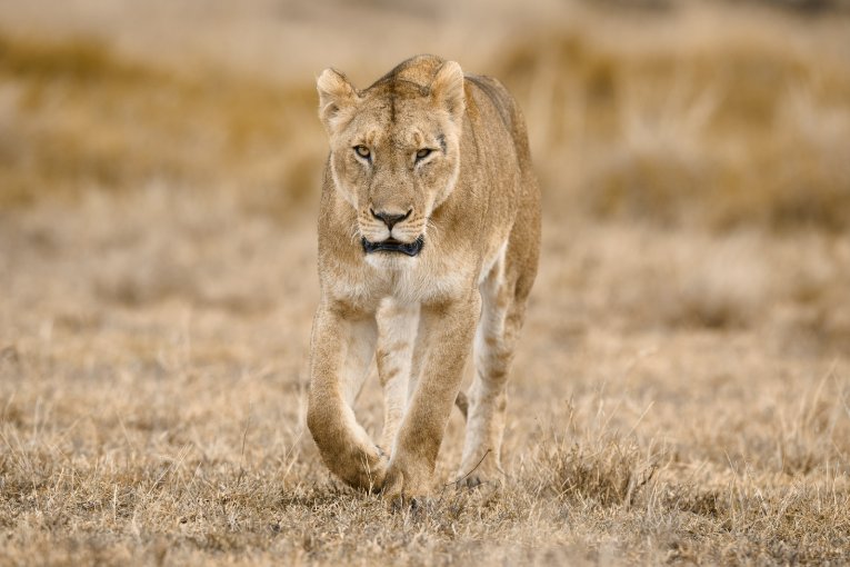 Kaleo Marsh Pride