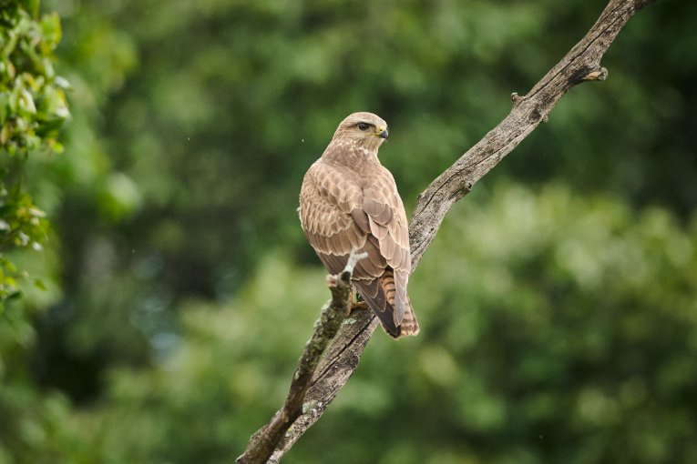 Steppe buzzard