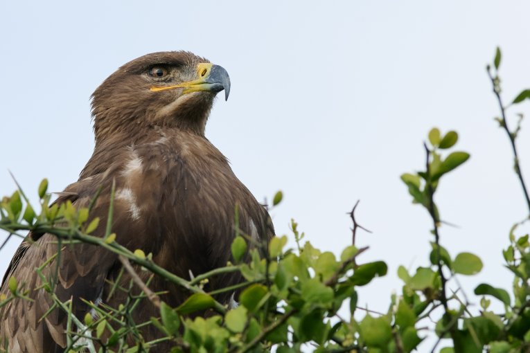 Steppe eagle