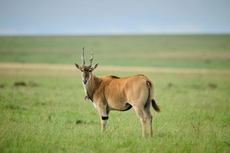 Eland Masai Mara