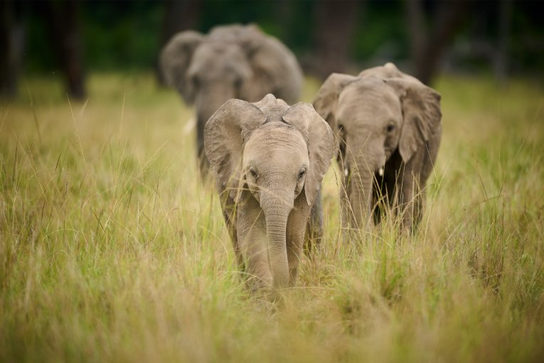 Baby elephants