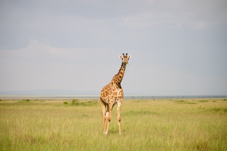 Maasai giraffe 