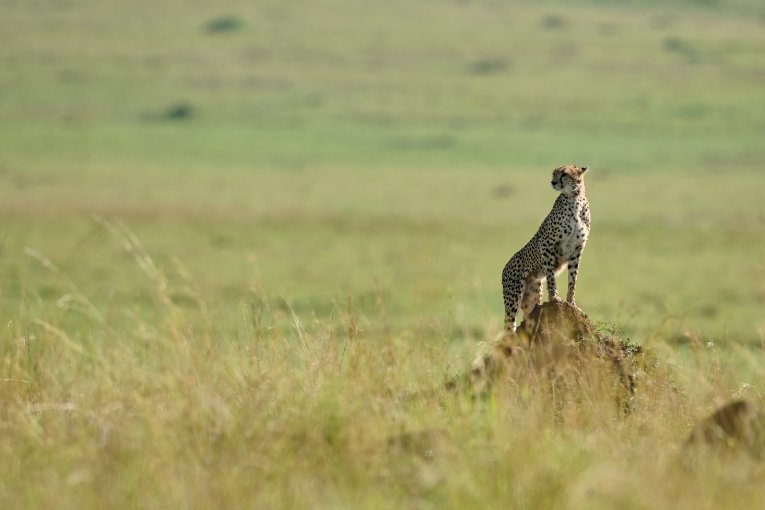 Nagol cheetah Masai Mara