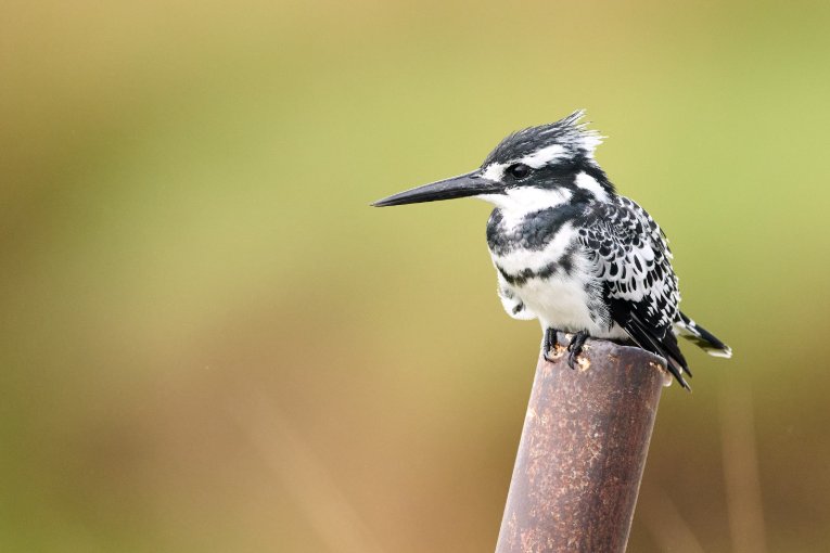 Pied kingfisher Masai Mara