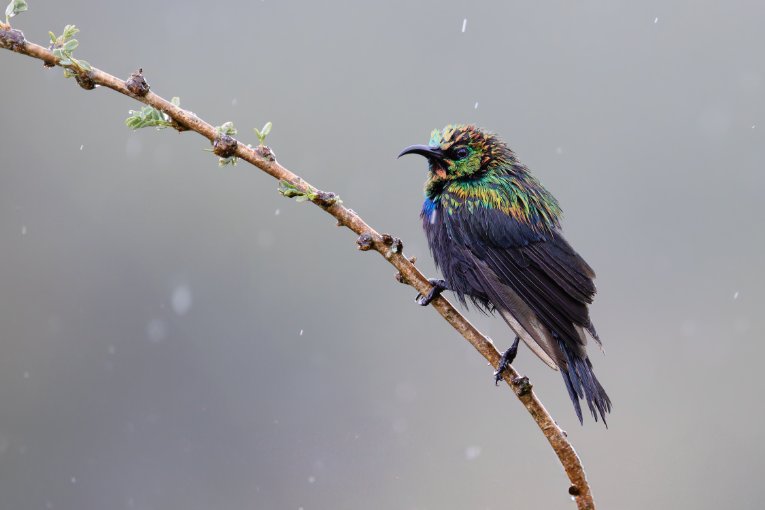Marico sunbird