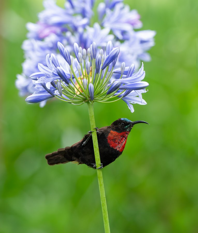 Scarlett-chested sunbird, Laikipia