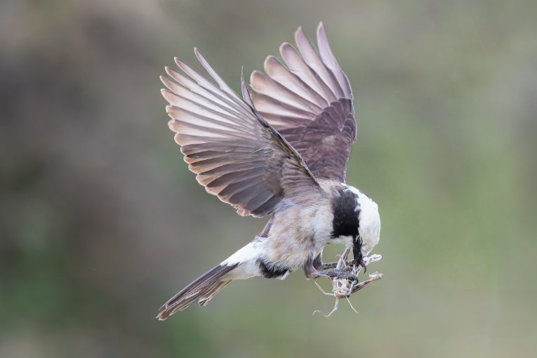 Southern white-crowned shrike 