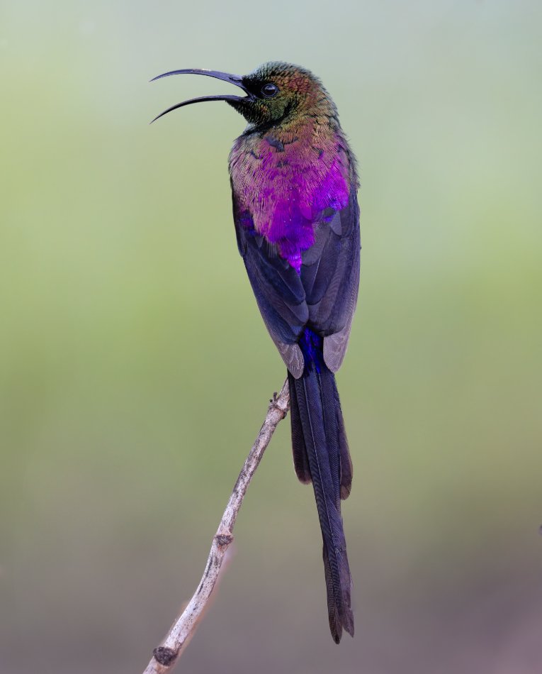 Tacazze sunbird, Laikipia