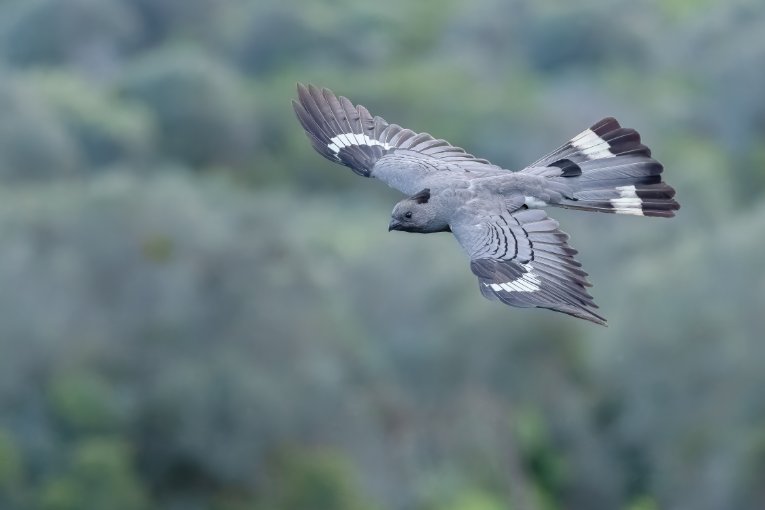 White-bellied go-away bird, Laikipia