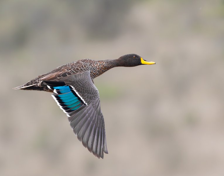 Yellow-billed duck