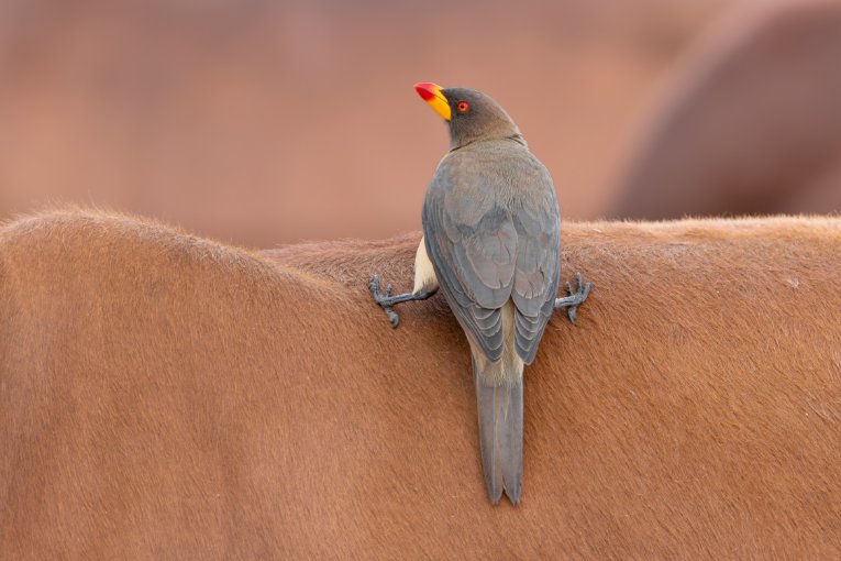Yellow-billed oxpecker