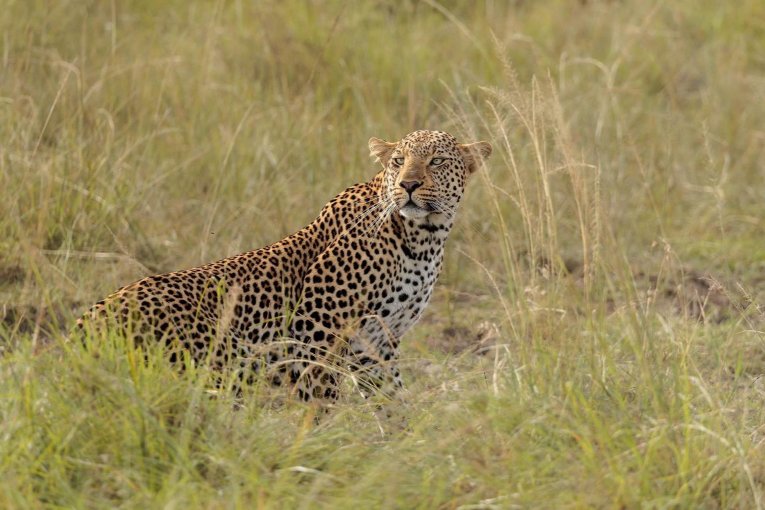 Olopono leopard Masai Mara 