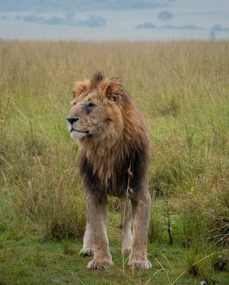 Kibogoyo lion Masai Mara