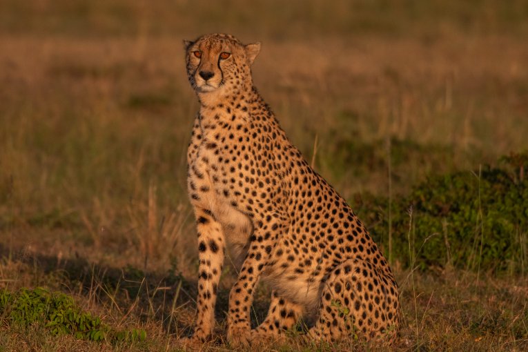Oloti cheetah Masai Mara