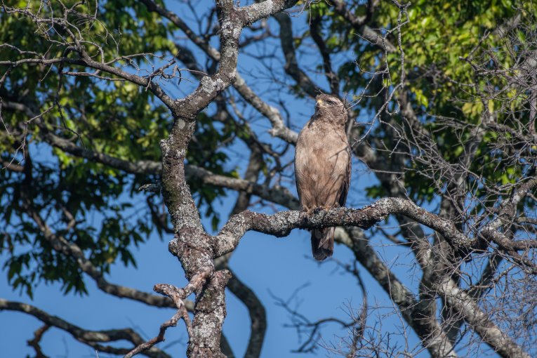 Western banded snake eagle Masai Mara