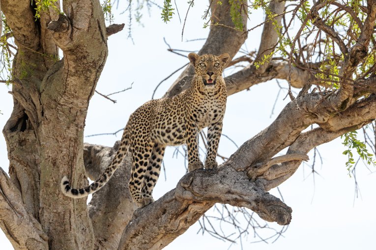 Faulu leopard Masai Mara