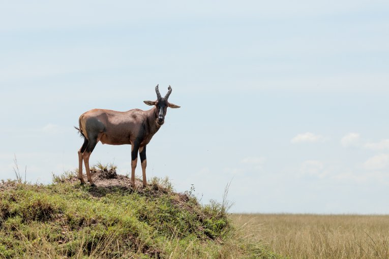 Topi Masai Mara Kenya