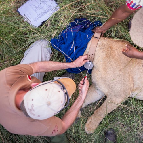 Mara Predator Conservation Program - The Governors Camp