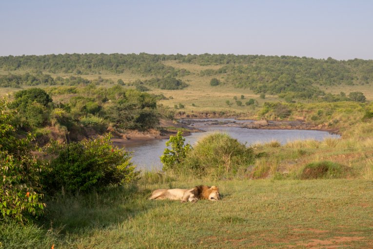 Bila Shaka male Masai Mara