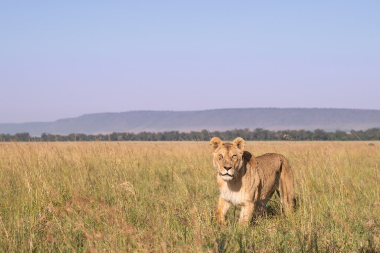 Kito Marsh Pride lioness Masai Mara