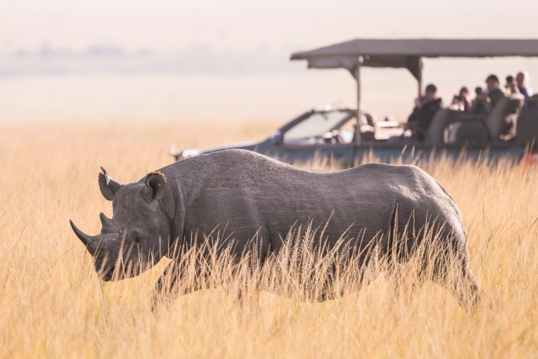 Black rhino Masai Marsa