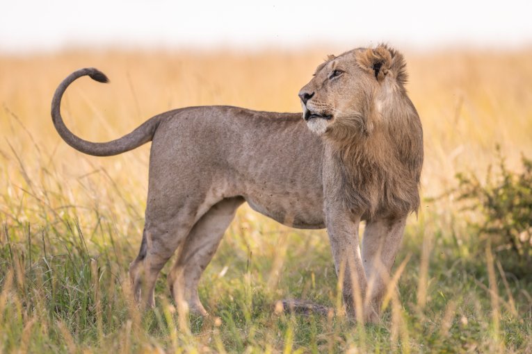 Kiongozi Topi Boys Masai Mara