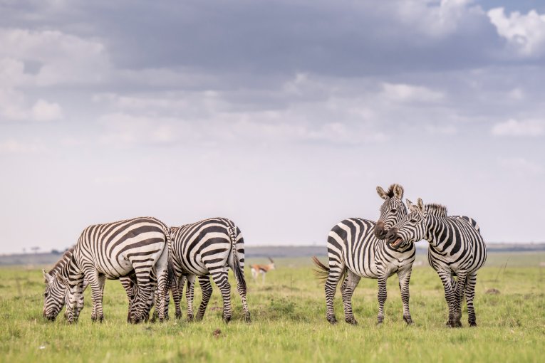 Zebras Masai Mara 