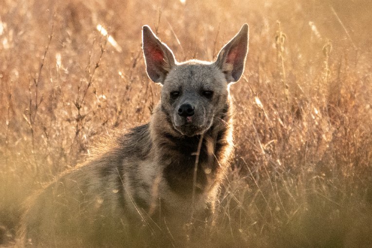 Striped hyena, Laikipia
