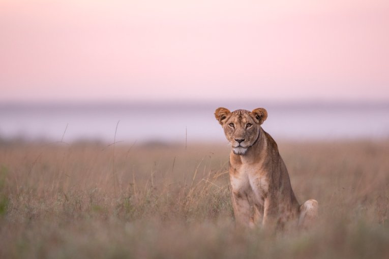 Vida, Lioness, Mugie Conservancy