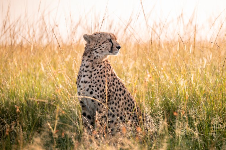 Ruka cheetah Masai Mara