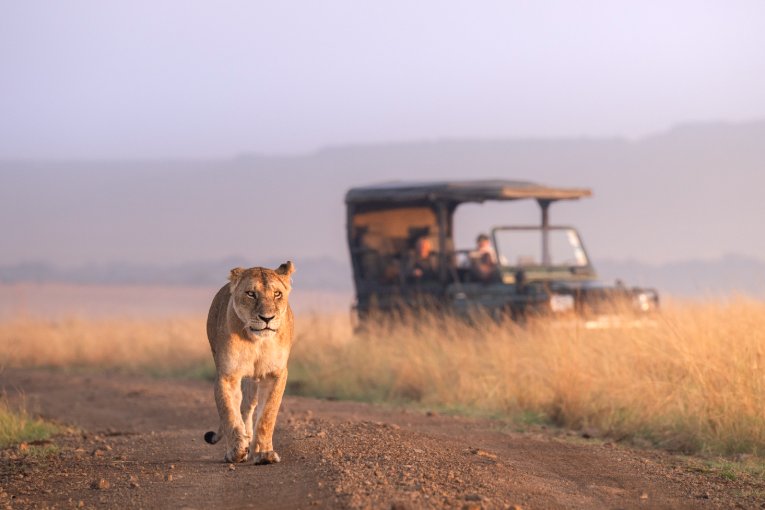 Paradise Pride Masai Mara Kenya