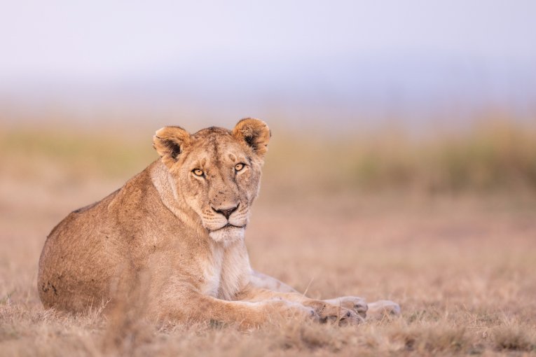 Kaelo, Marsh Pride, Masai Mara